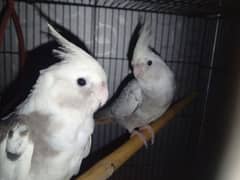 breeder pair