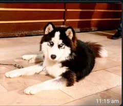 hasky