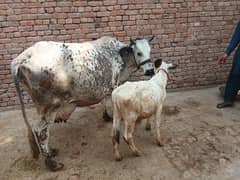 cow