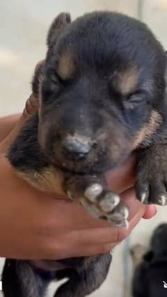 original German Shepherd