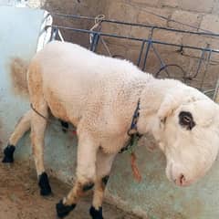 sheep