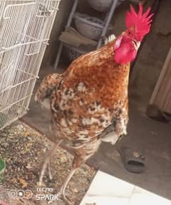 GOLDEN MISRI ROOSTER