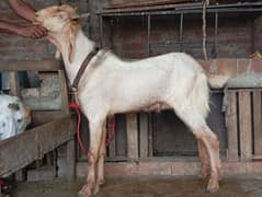Qurbani