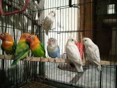 Love birds (blue fishri, sable, blue pastel, green opline)
