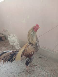Aseel pair for sale breeder