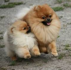 Pomeranian