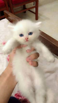 Persian Kittens Pair Tripple Coated