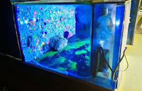fish