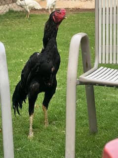 black shamo patha 7 months