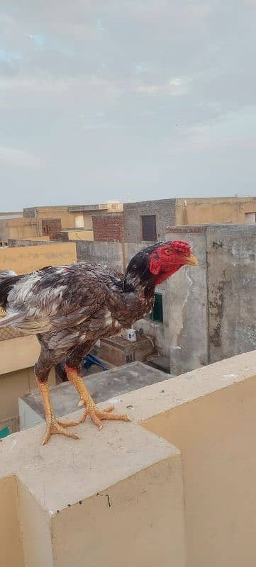 Pure Aseel mianwali pairs + kurak hens also avalable 2