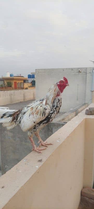 Pure Aseel mianwali pairs + kurak hens also avalable 0