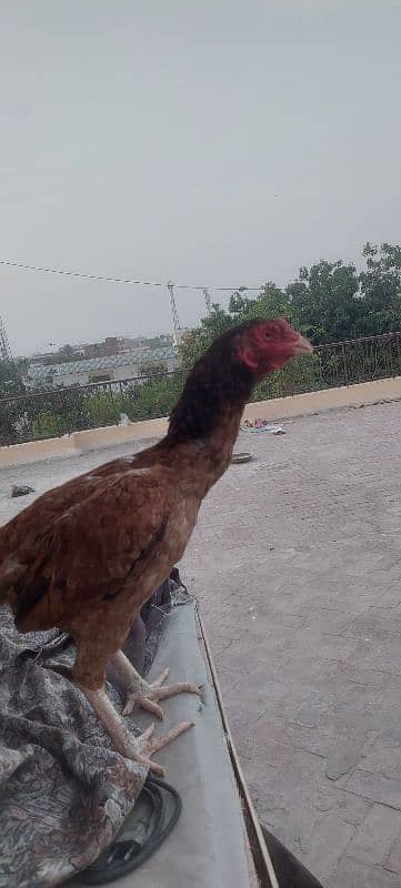 Pure Aseel mianwali pairs + kurak hens also avalable 7
