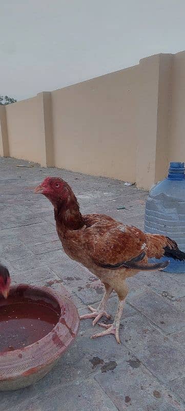 Pure Aseel mianwali pairs + kurak hens also avalable 8