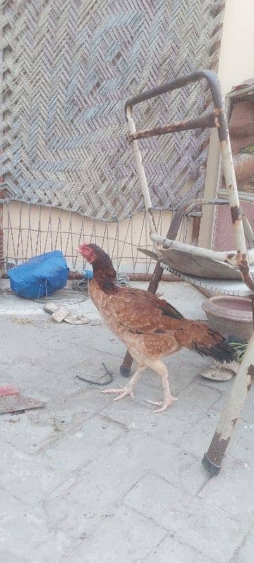 Pure Aseel mianwali pairs + kurak hens also avalable 9