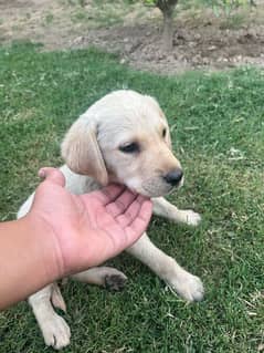 British Labrador Female puppy