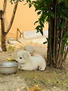 russian puppies