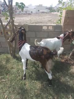 3 x Khassi Bakray Healthy and Active