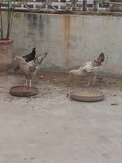 hens for urgent sale