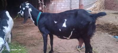 Ambarsari Bakri