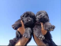 Black German Shepherd Long Coat Pair | German Shepherd Puppies