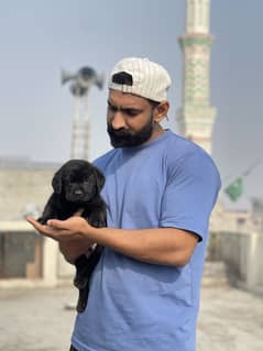 Labrador