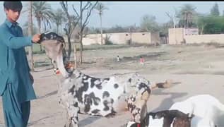 3 Bacchon Ka Sath Desi Bakri For Sale CALL _03704815729