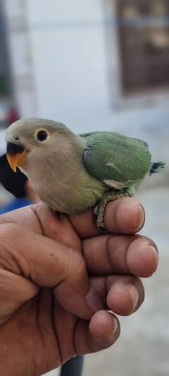 love Bird Available for sale