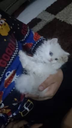 Persian