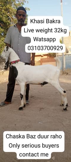 Bakra | goat | Bakra for sale | goat for sale