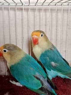 parblue
