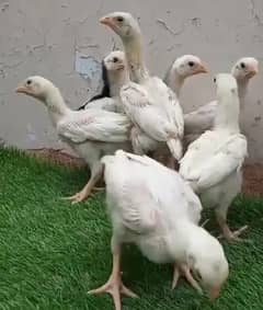 king size/ shamo chicks/high top quality/white shamo/pure aseel chicks