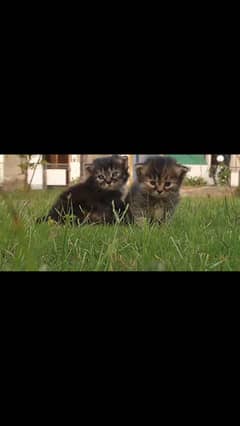 Persian kittens doll face