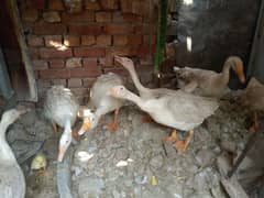 5 duck