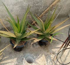 Aloe Vera. Gul doperi . Nayazbo