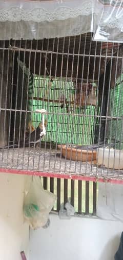 breeder pair
