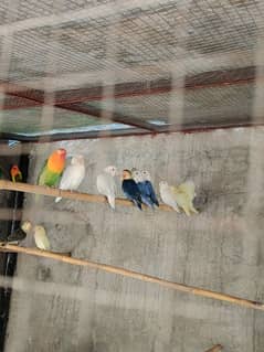 Lovebirds