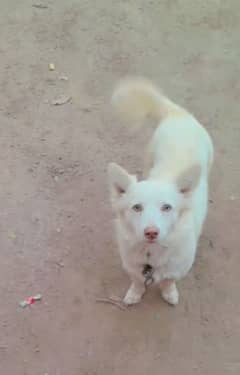 Russian dog for sale 03161731812 whatsapp