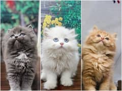 Persian Punch face triple coat cat Kitten