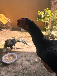 pure perrot beak pair available for salle on urgent basis