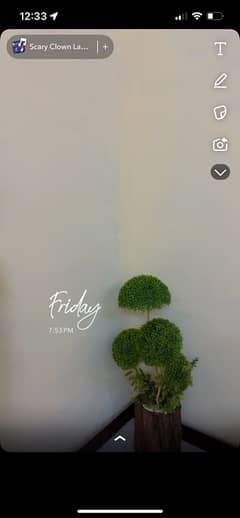Plant