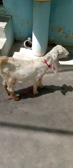 Bakra