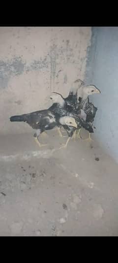 aseel chicks for sale