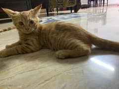 Persian Single cort contact no (03084072915)