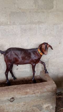 BAKRA