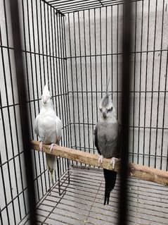 cocktail pairs