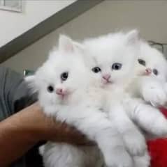 Adopt