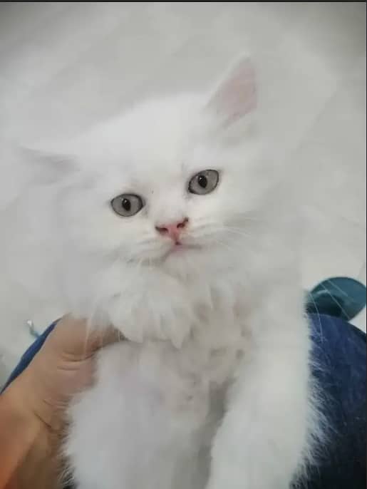 Adopt Persian kitten | triple coated Kittens | Fluffy Kitten For Sale 1