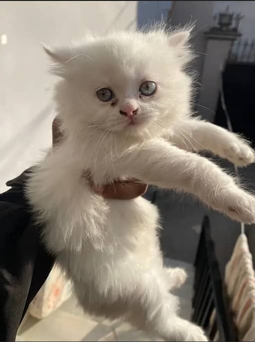 Adopt Persian kitten | triple coated Kittens | Fluffy Kitten For Sale 2