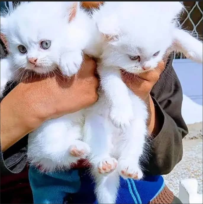 Adopt Persian kitten | triple coated Kittens | Fluffy Kitten For Sale 3