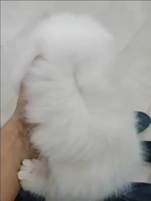 Adopt Persian kitten | triple coated Kittens | Fluffy Kitten For Sale 4
